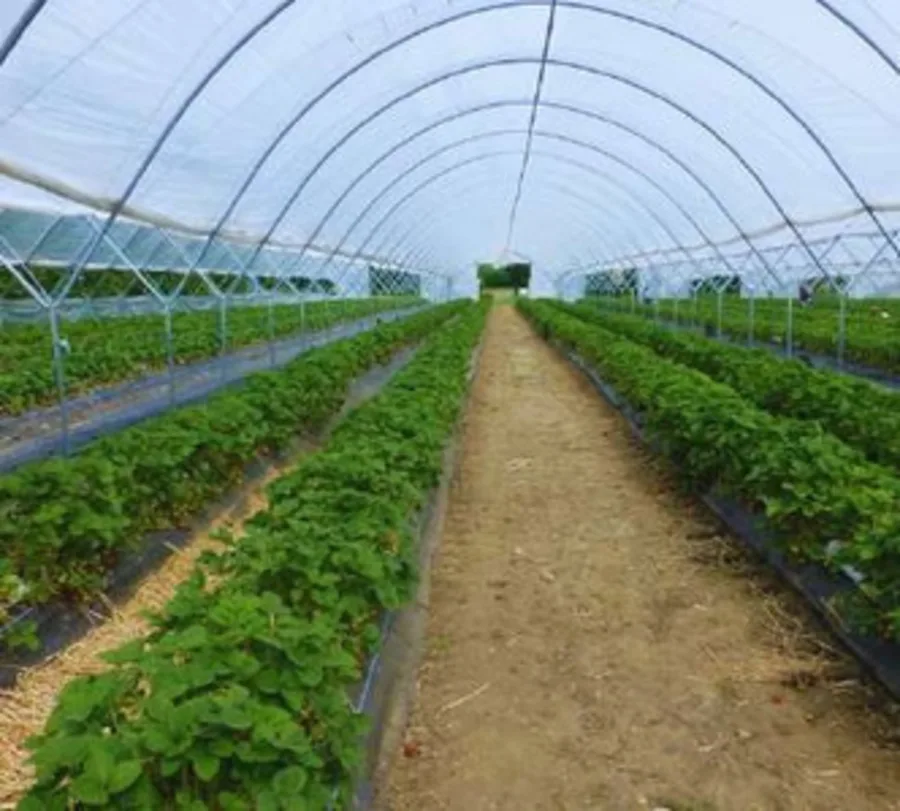 Cultures sous serre agricole